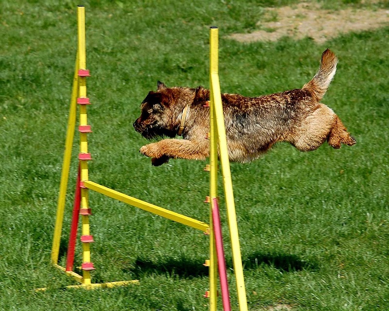 Addestramento cani Nutri-Med