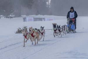 Musher Maurizio Menghinella