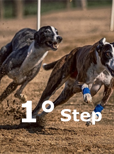 Preparazione atletica cani sportivi