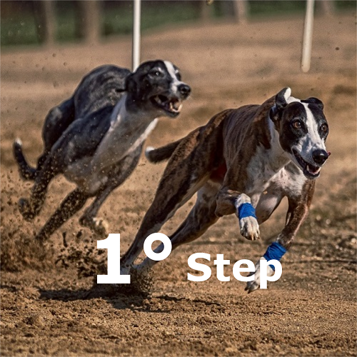 Preparazione atletica cani sportivi