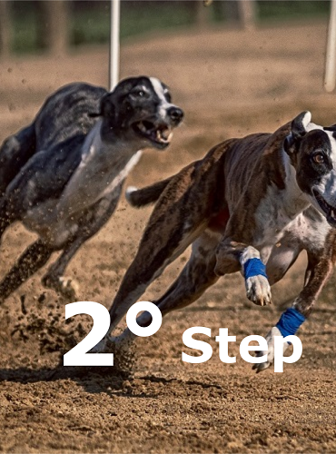 Preparazione atletica cani sportivi