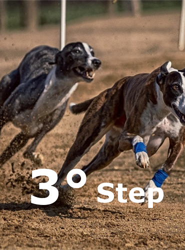 Preparazione atletica cani sportivi